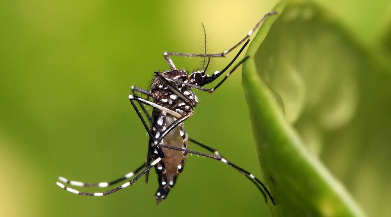 Aedes Aegypti, Fiebre Amarilla